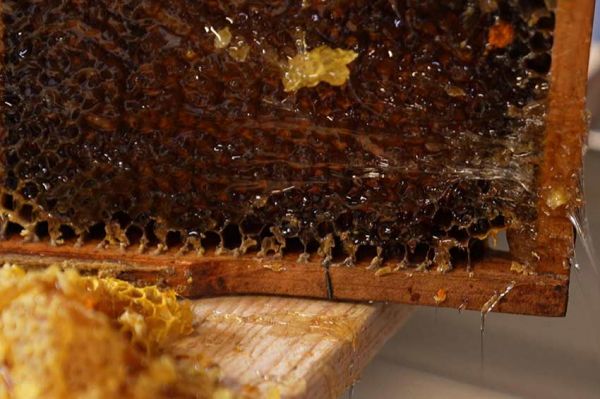 Miel : Un « buzziness » florissant à découvrir sur France 5 mardi 15 avril 2025