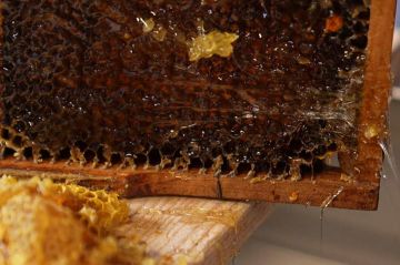 Miel : Un « buzziness » florissant à découvrir sur France 5 mardi 15 avril 2025