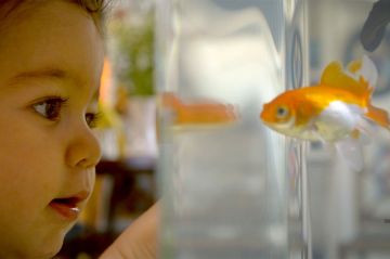 &quot;Des poissons pas si cons ?&quot; sur ARTE samedi 25 novembre 2023 - Vidéo