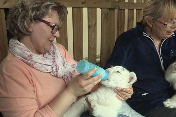 "Grands Reportages - Drôles de bestioles" dimanche 18 février 2024 sur TF1 - Vidéo