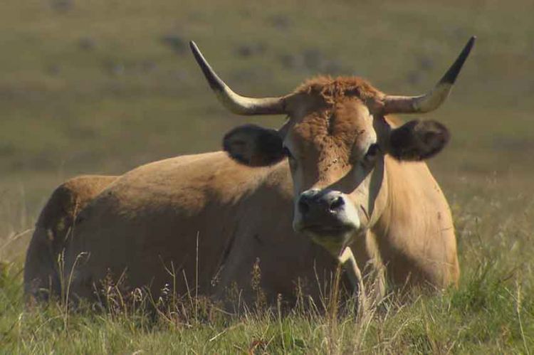 “Reportages découverte” : « Une année en Aubrac » à revoir samedi 18 avril sur TF1