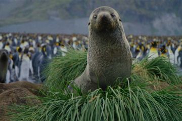 &quot;Nature : pour une réconciliation&quot; document de Yann Arthus-Bertrand diffusé sur M6 mardi 11 février 2025