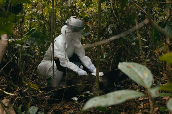 « Épidémies sauvages, les animaux face à la contamination » sur ARTE samedi 20 juin 2024