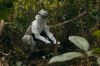 « Épidémies sauvages, les animaux face à la contamination » sur ARTE samedi 20 juin 2024