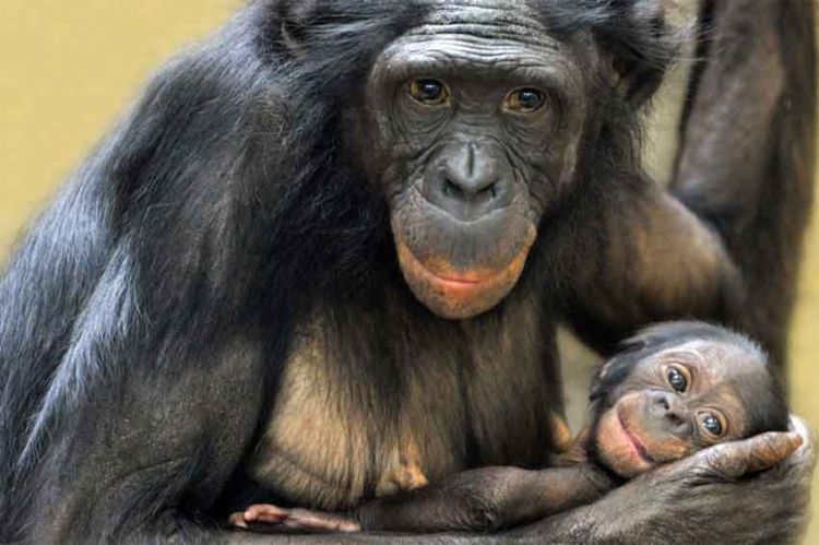 «  Les grands singes, ces primates si proches de l’homme », samedi 8 mai sur ARTE
