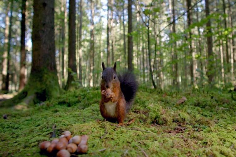 « Le murmure de la forêt - Quand les arbres parlent », jeudi 14 avril sur ARTE (vidéo)