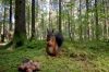« Le murmure de la forêt - Quand les arbres parlent », jeudi 14 avril sur ARTE (vidéo)