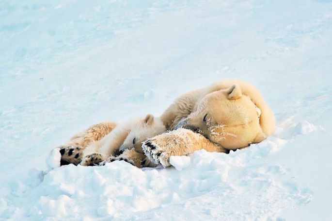 &quot;L&#039;Arctique, une région bouleversée - Un monde de glace&quot; à voir sur ARTE samedi 21 octobre 2023
