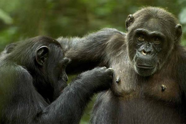 &quot;Le règne animal, les jeux de l&#039;amour&quot; sur France 5 lundi 20 février 2023 (vidéo)