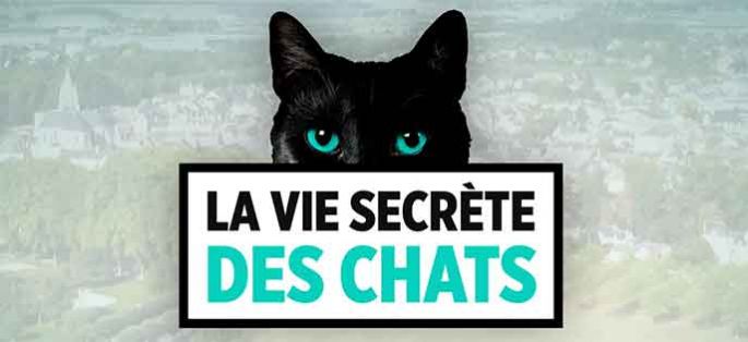 “La vie secrète des chats” racontée par Valérie Damidot sur TF1 à partir du 20 août