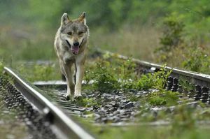 “L&#039;Odyssée du loup” racontée par Kad Merad, samedi 9 mars sur France 2