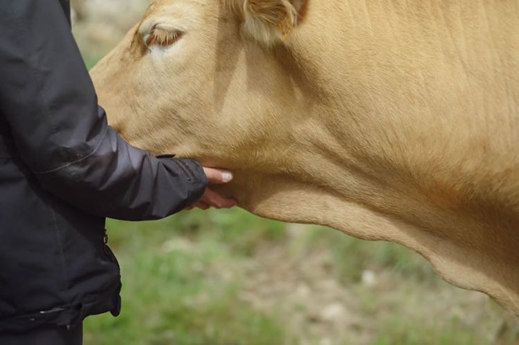 "L'abattoir idéal, une histoire d'éleveurs" : document inédit diffusé sur France 3 lundi 18 décembre 2023