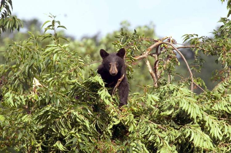 « Les parcs nationaux américains : 150 ans au service de la nature » samedi 26 février sur ARTE