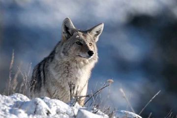 &quot;Les loups, sauveurs du parc de Yellowstone&quot; sur ARTE samedi 22 avril 2023 - Vidéo