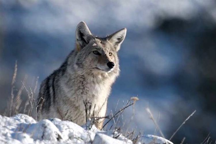 "Les loups, sauveurs du parc de Yellowstone" sur ARTE samedi 22 avril 2023 - Vidéo