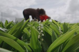 Reportages découverte - Pour l'amour des fleurs, samedi 15 juin 2024 sur TF1 (vidéo)