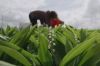 Reportages découverte - Pour l&#039;amour des fleurs, samedi 15 juin 2024 sur TF1 (vidéo)