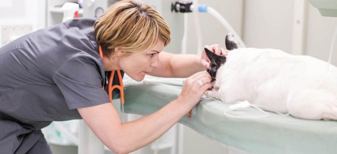 2ème épisode de “Vétérinaires, leur vie en direct” dimanche 21 février sur TF1