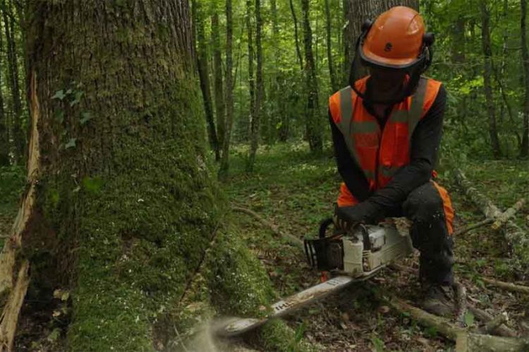 « Bûcherons : un métier à hauts risques », nouvelle série documentaire sur RMC Découverte mercredi 10 novembre