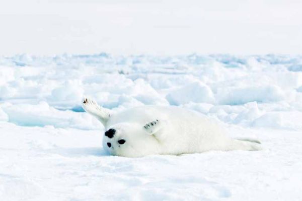 "Royaume de glace" : soirée documentaires animaliers sur France 2 mardi 7 février 2023