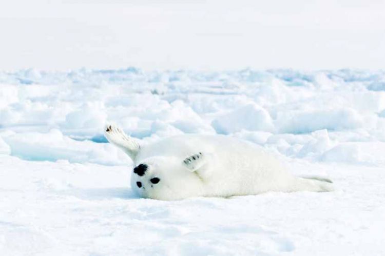 "Royaume de glace" : soirée documentaires animaliers sur France 2 mardi 7 février 2023