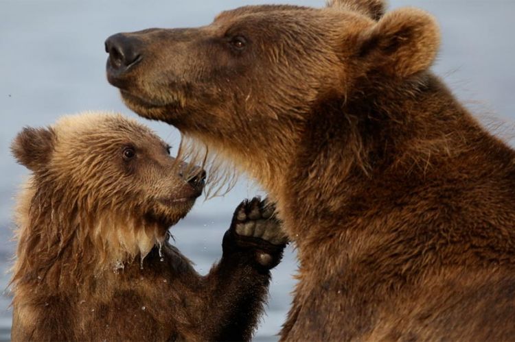 « Fort comme un ours », samedi 10 avril sur ARTE (vidéo)