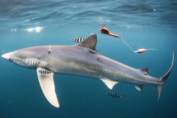 « Au plus près des requins » : plongée dans le monde des prédateurs marins mardi 1er novembre 2022 sur France 2