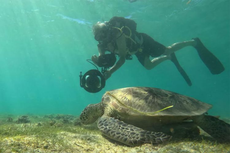 « Dugong Blues, les dernières sirènes de Mayotte » sur France 3 lundi 21 octobre 2024