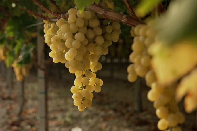 &quot;Le raisin a un grain&quot; mardi 19 septembre 2023 sur France 5 - Vidéo