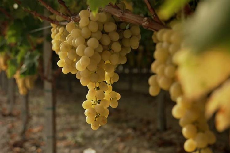 "Le raisin a un grain" mardi 19 septembre 2023 sur France 5 - Vidéo