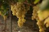 &quot;Le raisin a un grain&quot; mardi 19 septembre 2023 sur France 5 - Vidéo