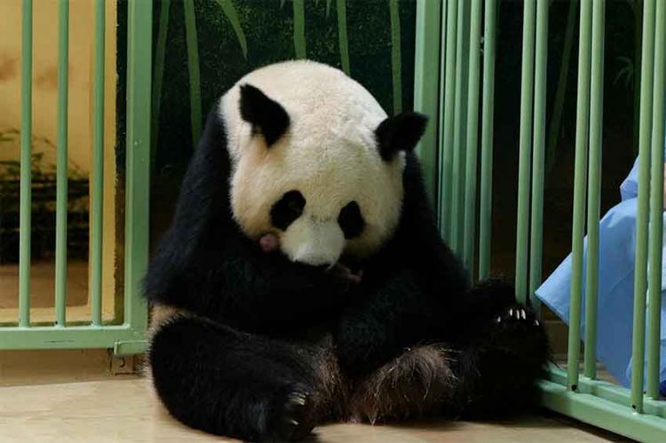 « L'incroyable aventure des nouveaux bébés pandas de Beauval », jeudi 26 mai sur M6 (vidéo)