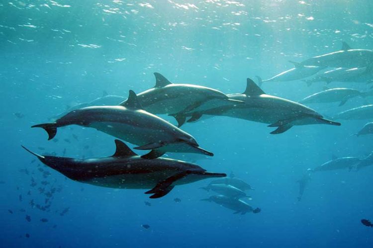 "Hawaï, où l'eau embrasse le feu" un voyage aux images spectaculaires sur Arte samedi 10 janvier 2026