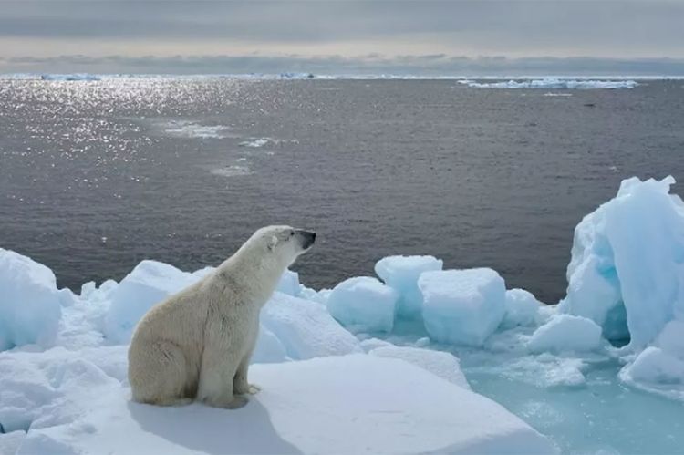 "Thalassa, aventures extrêmes" : Arctique, l’océan blanc, lundi 2 décembre 2024 sur France 5  (vidéo)