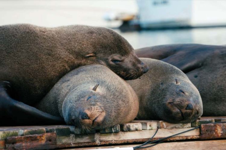 « Le sommeil des animaux, une énigme pour la science » samedi 9 avril sur ARTE