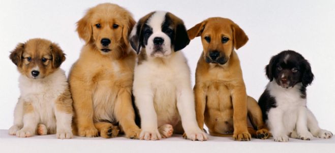 M6 prépare une nouvelle émission de coaching pour des maîtres en difficultés avec leur... chien !
