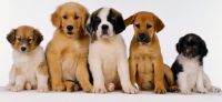 M6 prépare une nouvelle émission de coaching pour des maîtres en difficultés avec leur... chien !
