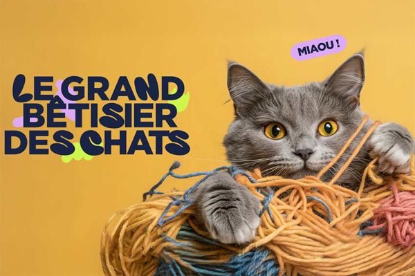 &quot;Le Grand Bêtisier des chats&quot; : immersion dans l&#039;univers hilarant de nos félins sur 6ter vendredi 8 août 2025