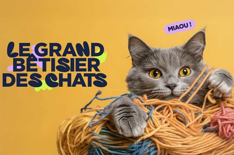 &quot;Le Grand Bêtisier des chats&quot; : immersion dans l'univers hilarant de nos félins sur 6ter vendredi 8 août 2025
