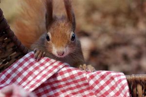 “La vie secrète des animaux du village” racontée par Cécile de France, lundi 24 décembre sur France 2