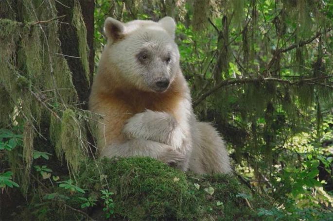 Planète Terre, le triomphe de la vie - Soirée nature sur France 2 mardi 23 avril 2024 (vidéo)