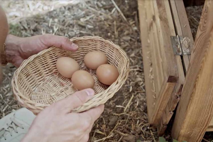 « Les œufs dans le plat », enquête sur la filière œufs de consommation, mardi 18 janvier sur France 5 (vidéo)