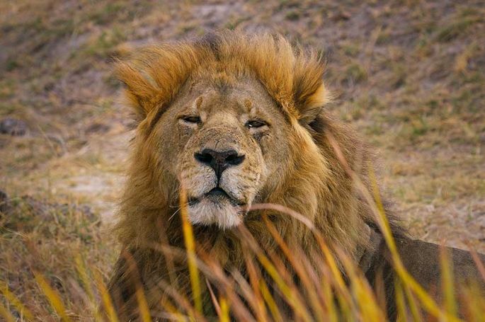 "Sur la terre des grands félins" une immersion au cœur du delta de l’Okavango mardi 23 décembre 2025 sur France 5