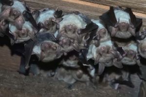 « Chauve-souris : alliée ou ennemie ? », samedi 6 novembre sur ARTE (vidéo)