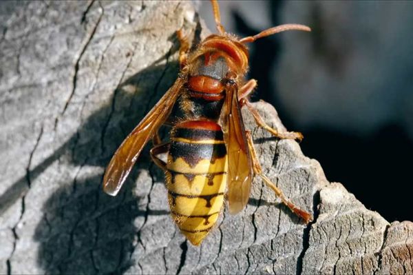 "Nuisibles de l'été, la guerre est déclarée" sur France 5 mardi 17 juin 2025