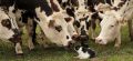 “L&#039;amour est dans le pré” lundi 4 septembre : voici ce qui va se passer sur M6 dans la 12ème soirée