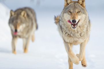 &quot;Le loup, un vagabond sans frontière&quot; à voir sur ARTE samedi 30 décembre 2023