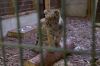 Animaux : trafics en tout genre, ce samedi 12 octobre dans “Grands Reportages” sur TF1