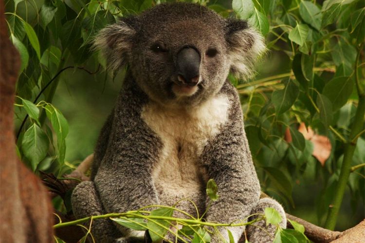 « Crocodiles, koalas et rhinocéros : naissances incroyables au zoo ! » mardi 10 août sur TFX (vidéo)