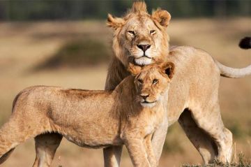 &quot;Le règne des lions du Masaï Mara&quot; sur France 5 lundi 29 mai 2023 - Vidéo
